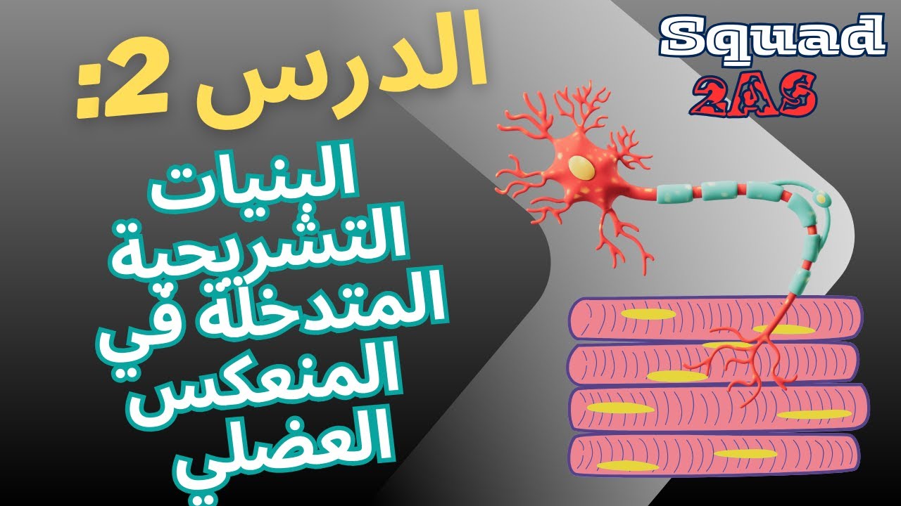 📚 البنيات التشريحية المتدخلة في المنعكس العضلي شرح مبسط | squad 2AS