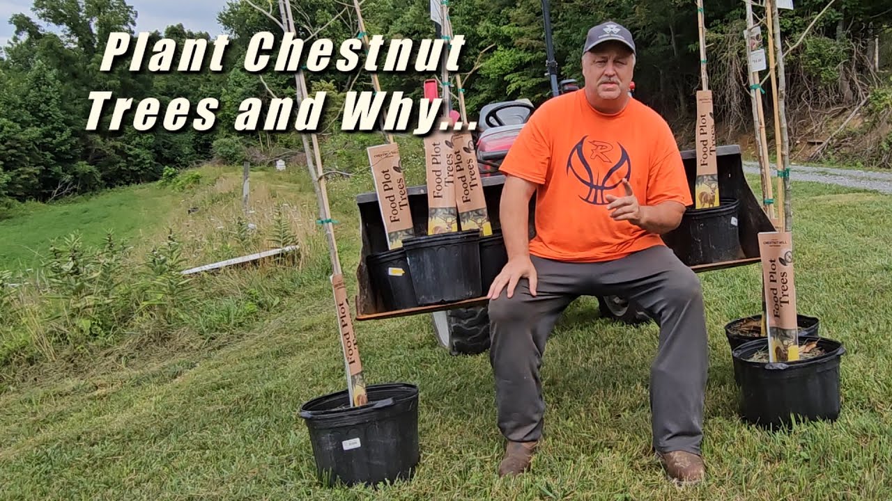 Каштаны Данстана / Улучшение кормовых участков для белохвостого оленя