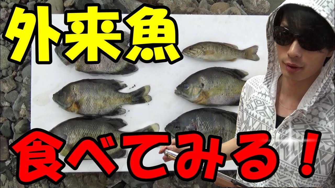汚い泥沼で釣った外来魚を食べてみようかな