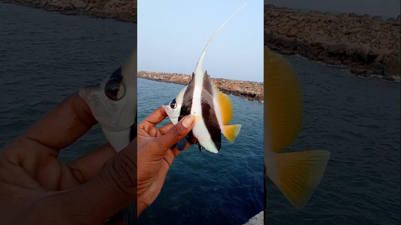 Lucky Expensive $10 Aquarium Color Fish  Catch #fishing #fishingvideos #thoondilulagam #seafishing
