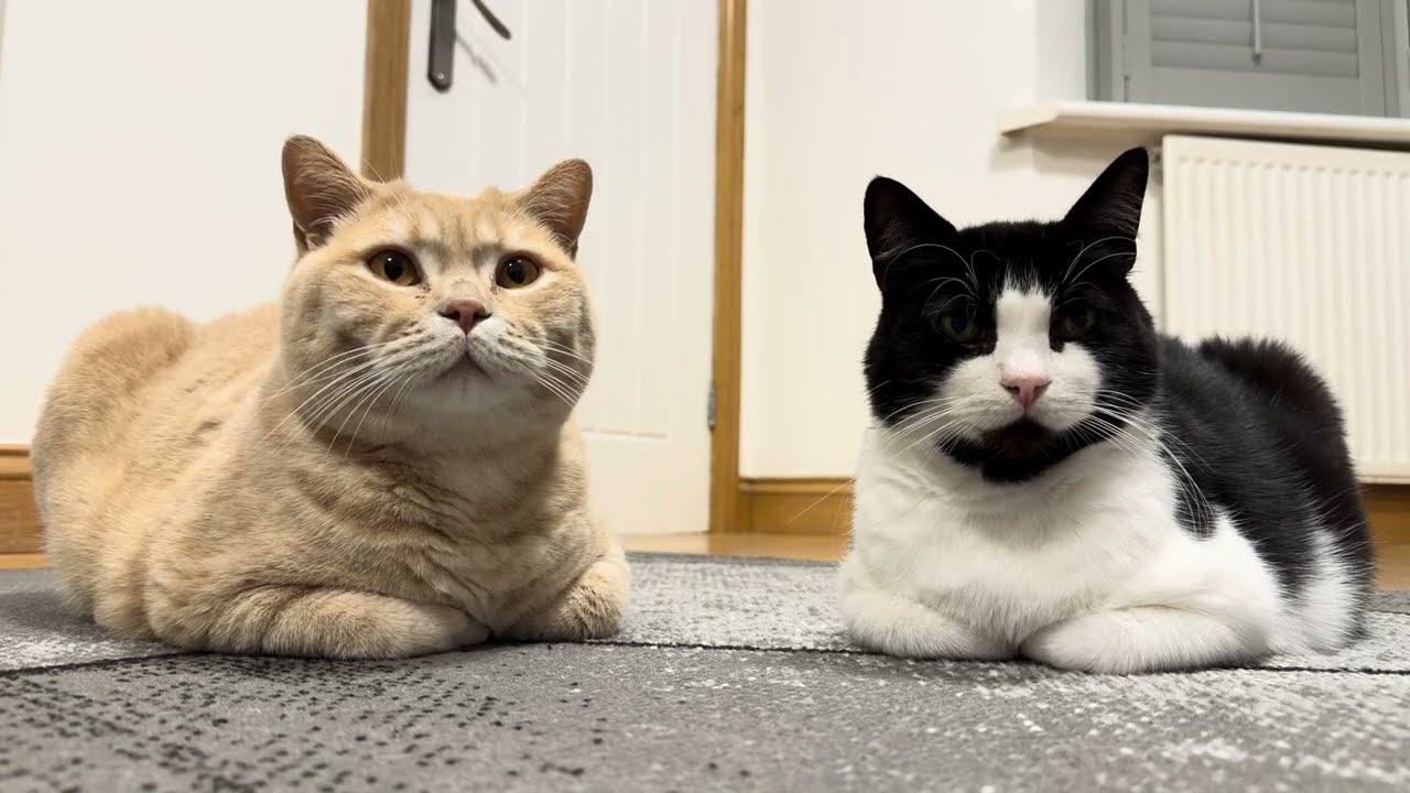 Purring Double Cat Loaf