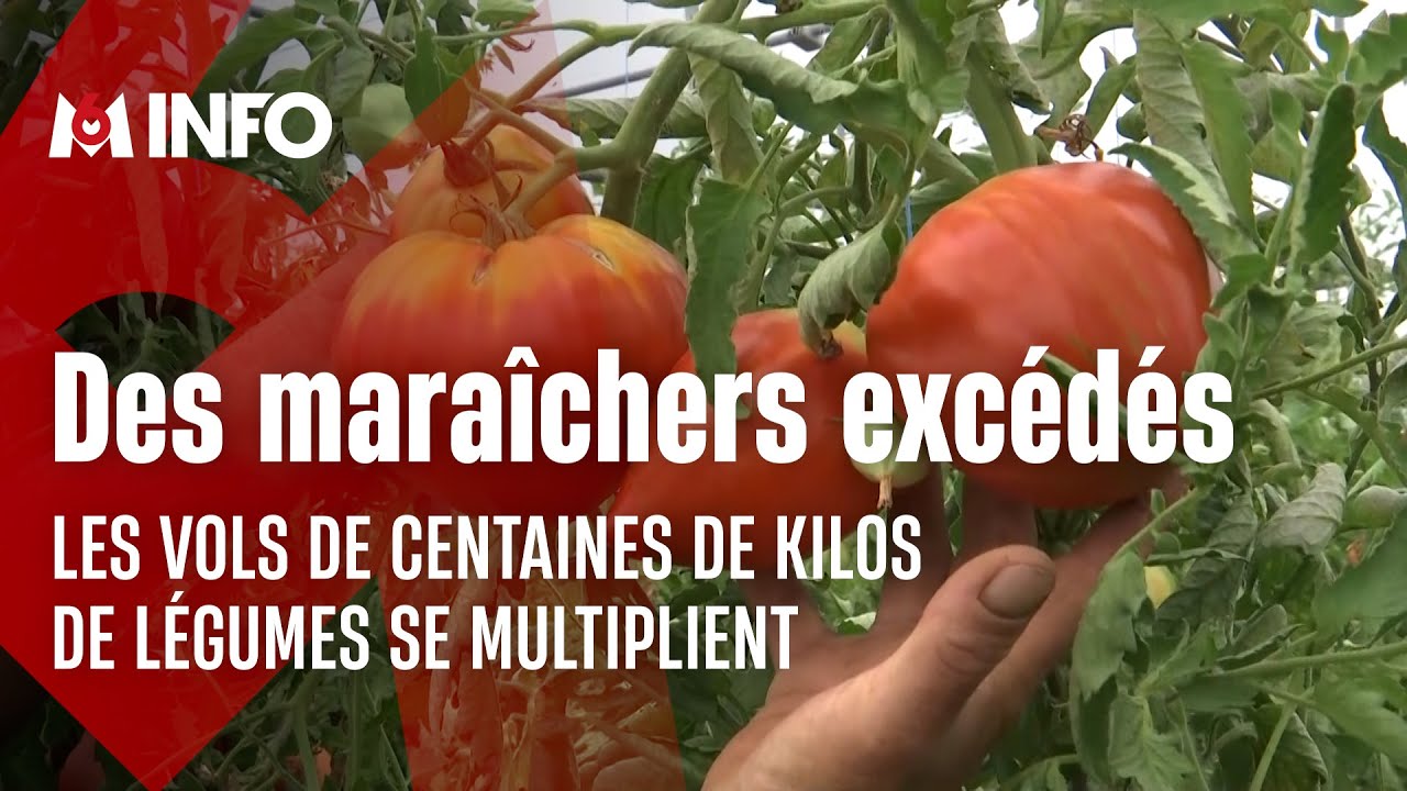 Les maraîchers victimes de vols de centaines de kilos de légumes