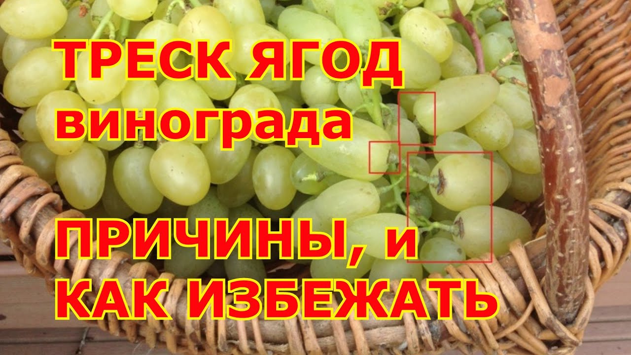 ТРЕСК ЯГОД винограда.  ПРИЧИНЫ и КАК ИЗБЕЖАТЬ треска плодов и ягод