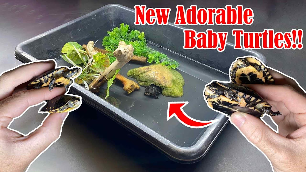 Cheap Set Up for ADORABLE Baby Spotted Turtles