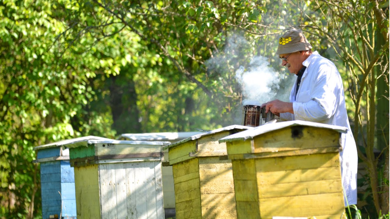 Curso Produção de Rainhas e Multiplicação de Enxames - Estrutura Necessária - Cursos CPT