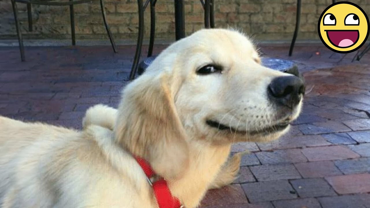 Funny DOGS are here to MAKE YOU LAUGH! 😂🐶 New Funny Animals 2026