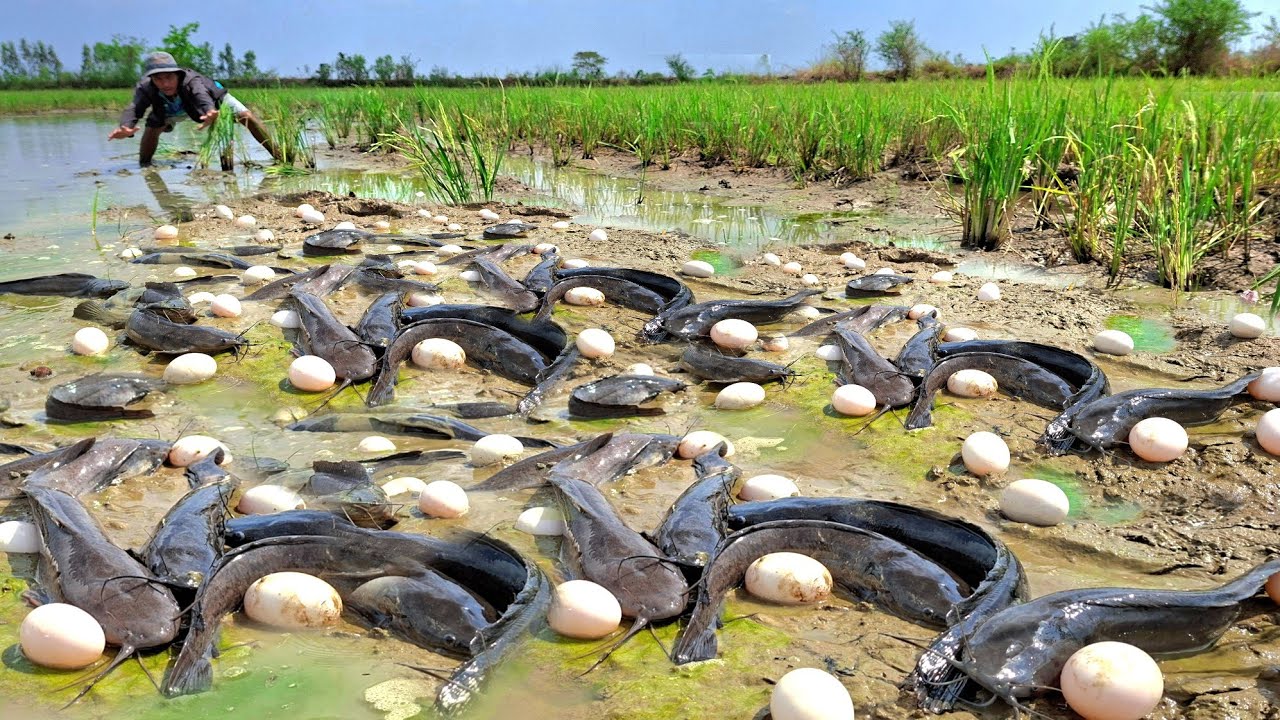 wow amazing skills, pick duck eggs in rice field after the rain