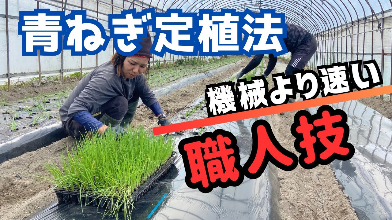 【青ねぎ定植】機械より速く植える技「大阪府富田林市まるさんふぁーむ」