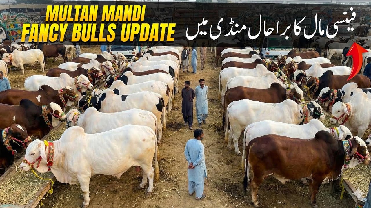 Multan Mandi fancy bulls update Market still down hai Fancy Mall ki Qurbani 2026 Collection 