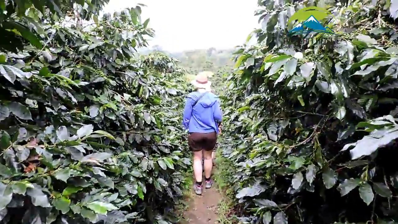 Zona Cafetera - Chinchina y Palestina - Colombia