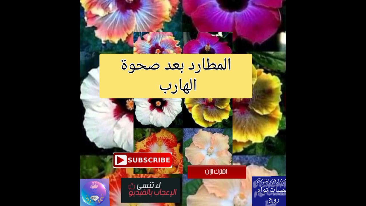 توام الشعلة/الروح المطارد بعد صحوة الهارب ☯️☯️☯️