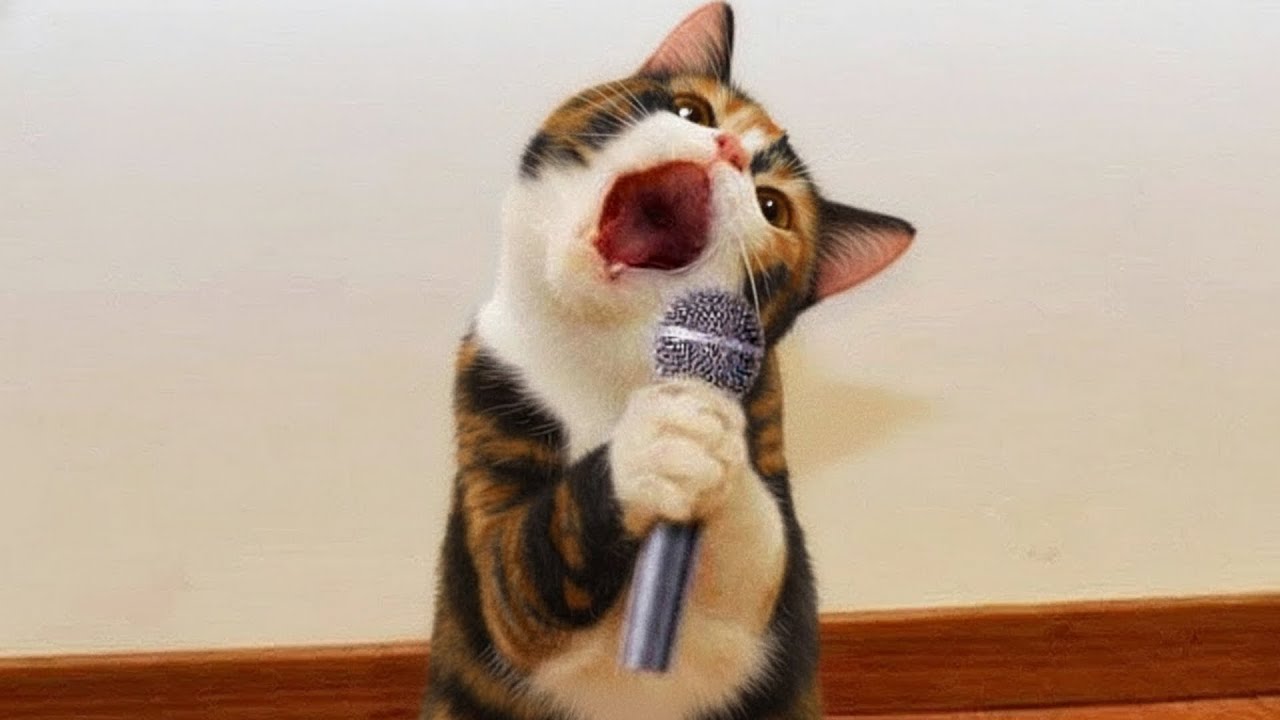 面白い猫と犬たちが、笑い死にするほど笑わせてくれます 😂