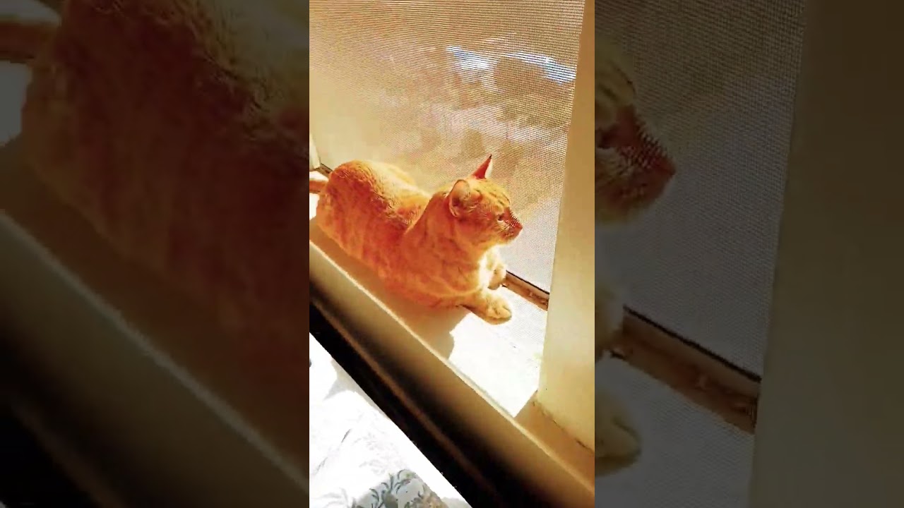 Three purrsonalities 