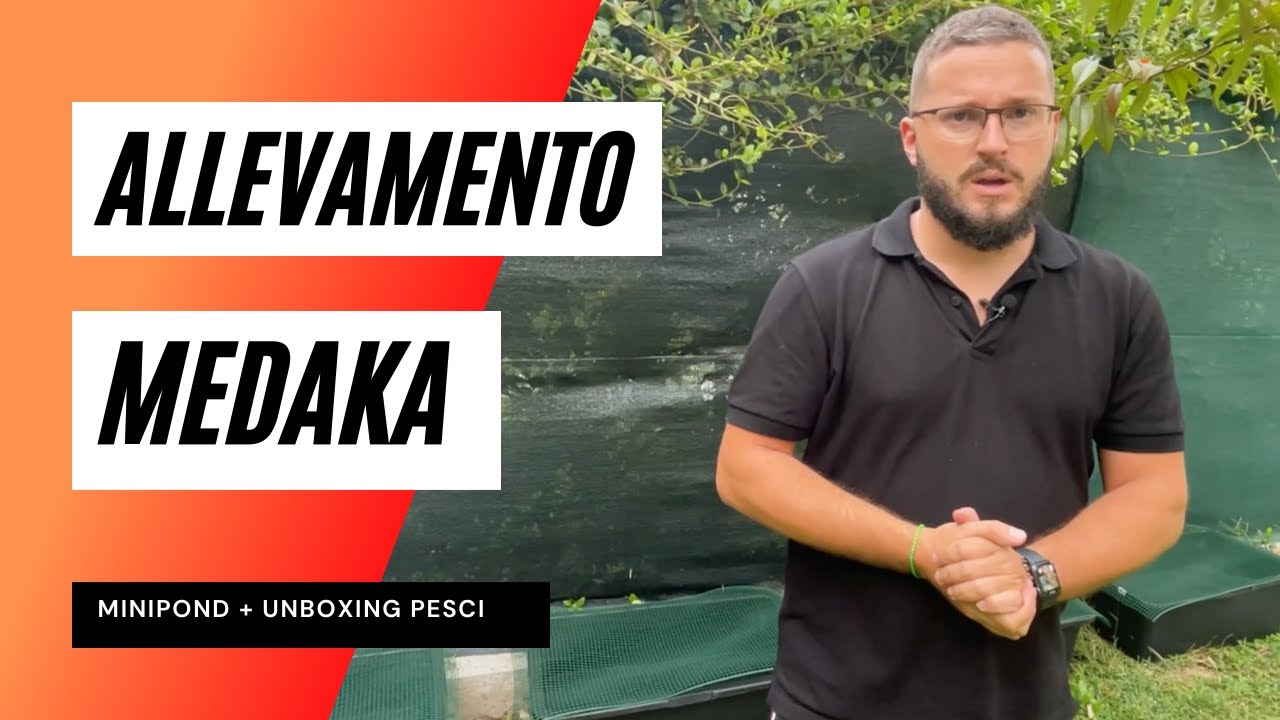 Nuovo ALLEVAMENTO di MEDAKA in MINI POND + UNBOXING Pesci