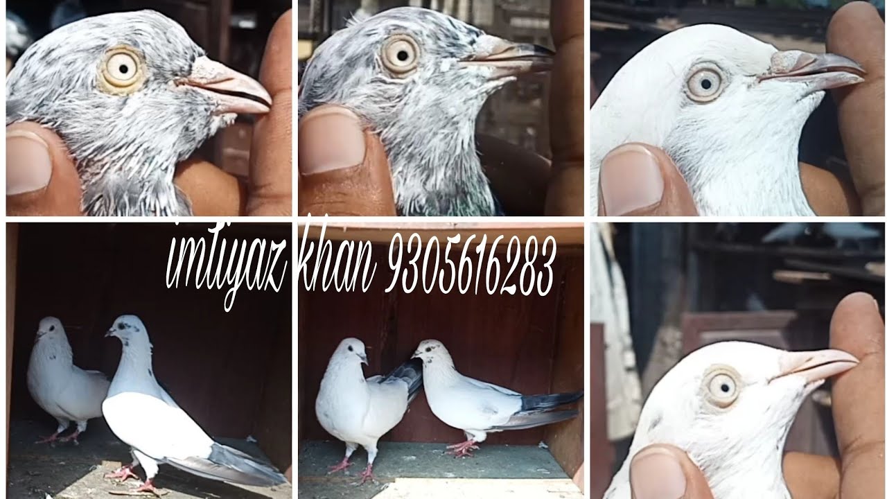 Allahabad ke mashoor khiladi imtiyaz khan [ part 1 ]ke desi girehbaaz kalpare kaldume kabuter ,