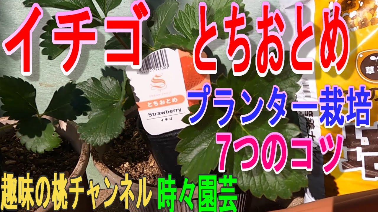 【イチゴ　とちおとめ】　プランター栽培　7つのコツ　22/11/29