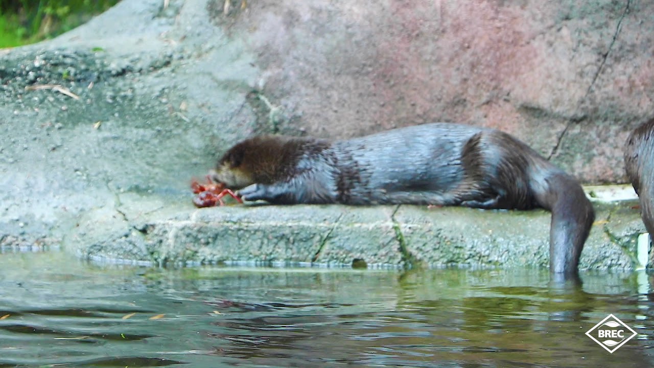 REFRESH: Animal Encounters at the Baton Rouge Zoo - North American River Otters