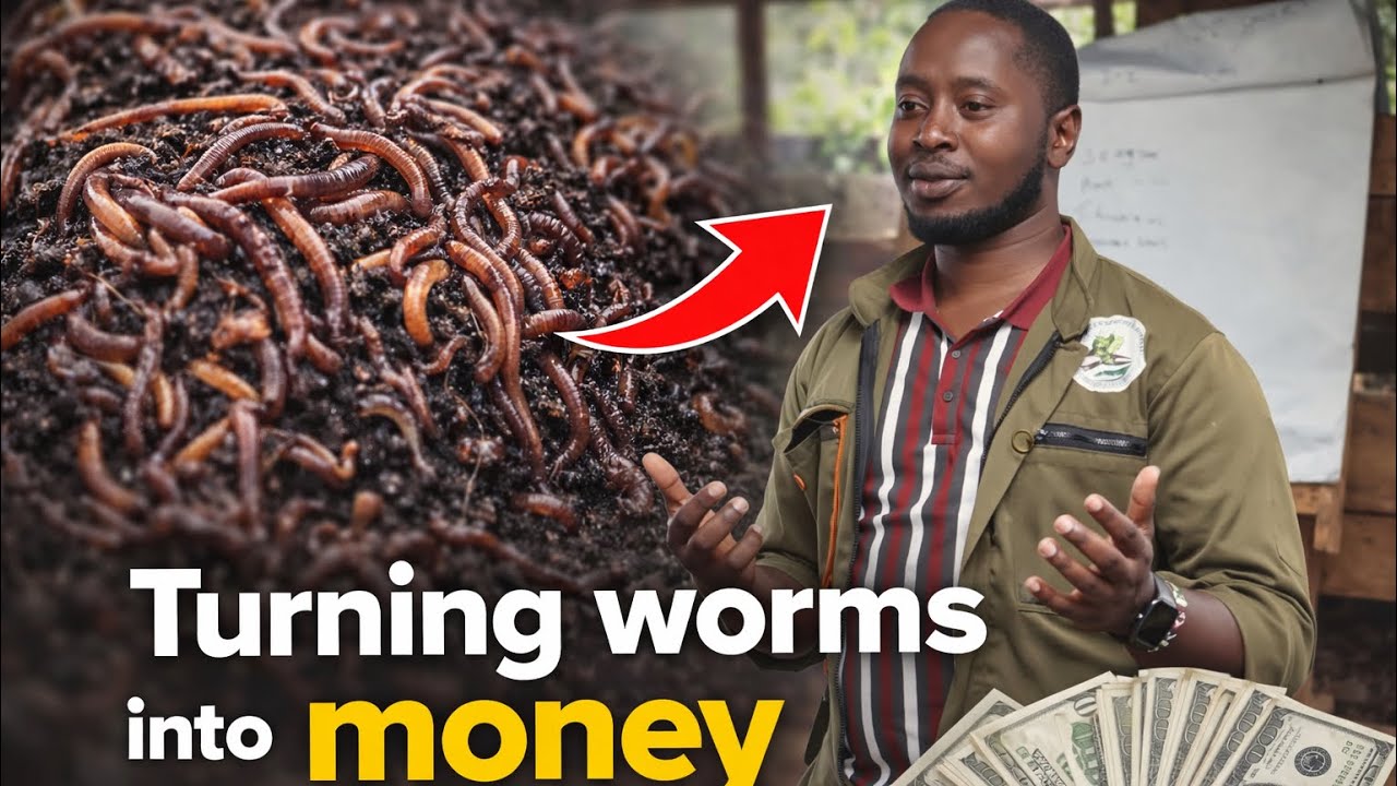 Shamba Tour: Inside a Profitable BSF & Worm Farm in Kenya | Smart Farming Revolution