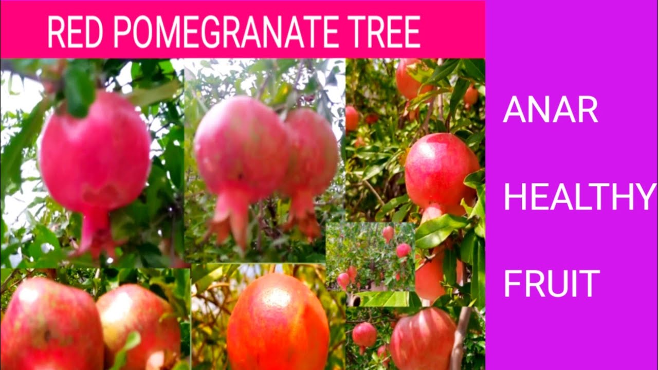 # RED POMEGRANATE TREE | RED ANAR TREE | ANAR  | ANNAR FRUIT | HEALTHY FRUIT
