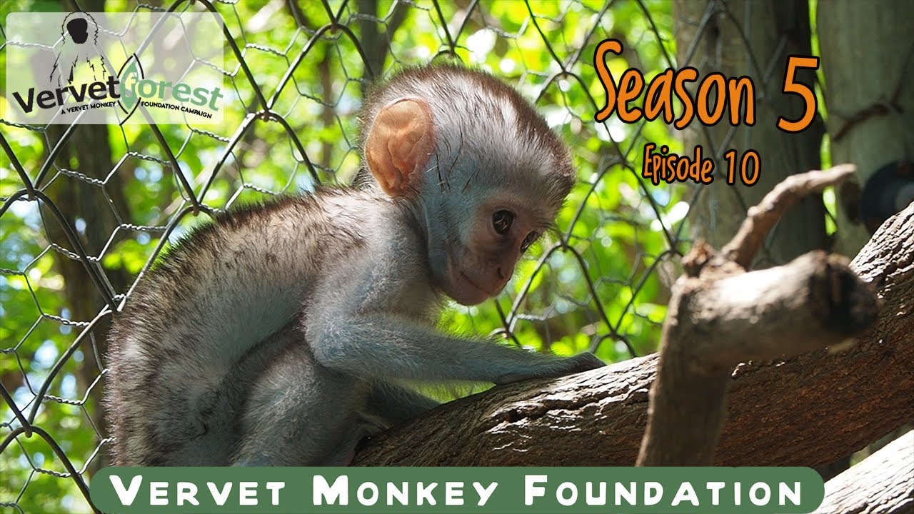 We meet baby orphan monkey Yonds, orphan Lottie not far behind, Daisy-Mae meets a mom.