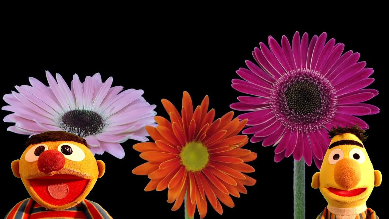 Bert and Ernie - Flowers are the language of love #bertandernie #donnasummer #ifeellove #flowers