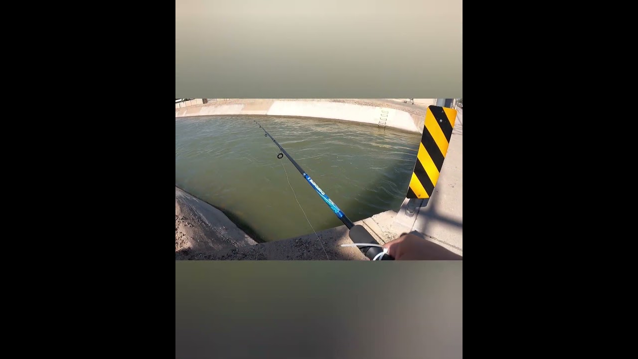 BIG DAY FISHING IN ARIZONA TODAY! BIG CONTENT COMING SOON. #fishing #fisherman #carp #catfish #bass