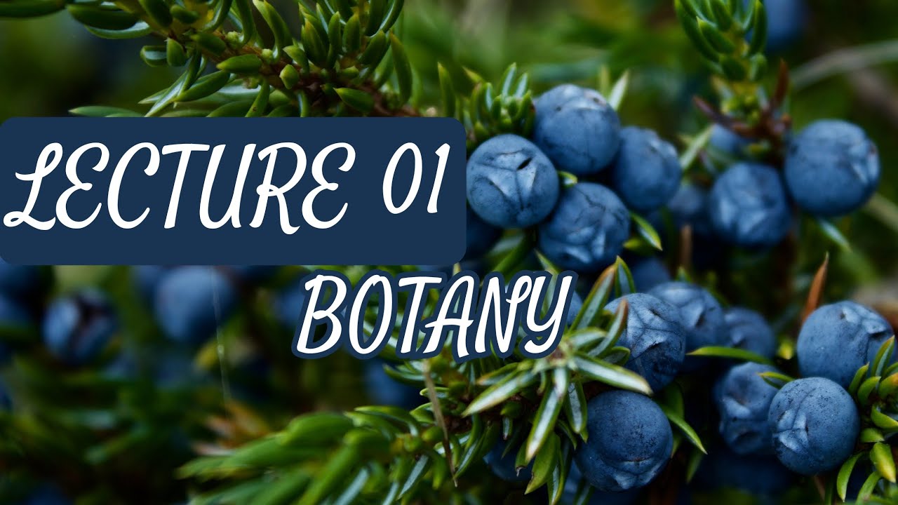 Botany - Lecture 01 (Root, Stem & Leaves)