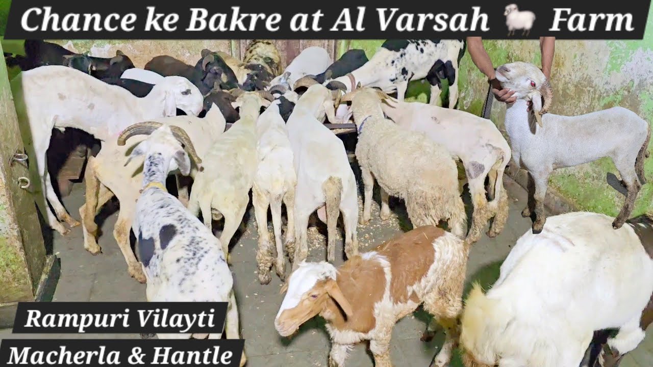 Saste bakre available at Al varsah sheep farm yaqutpura | rampuri mende | macherla & vilayati sheeps
