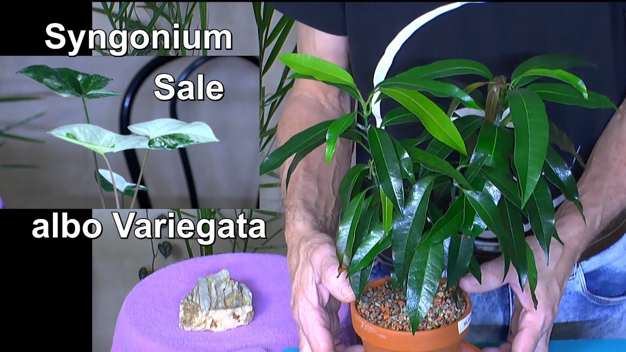 Heute Mango, Philodendro Silver Sward, Syngonium albo Variegata, Alocasia Stingray und