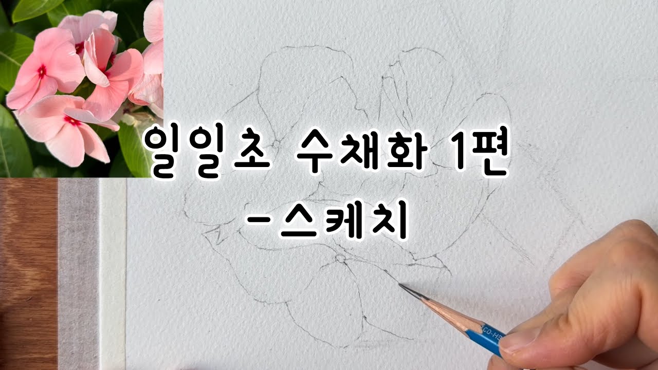 [1편]일일초 수채화-정확하게 스케치하는 방법| Watercolor Painting Tutorial