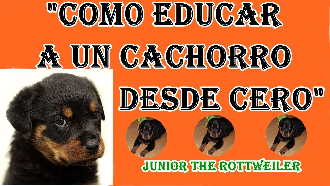 Como EDUCAR a un CACHORRO desde Cero 