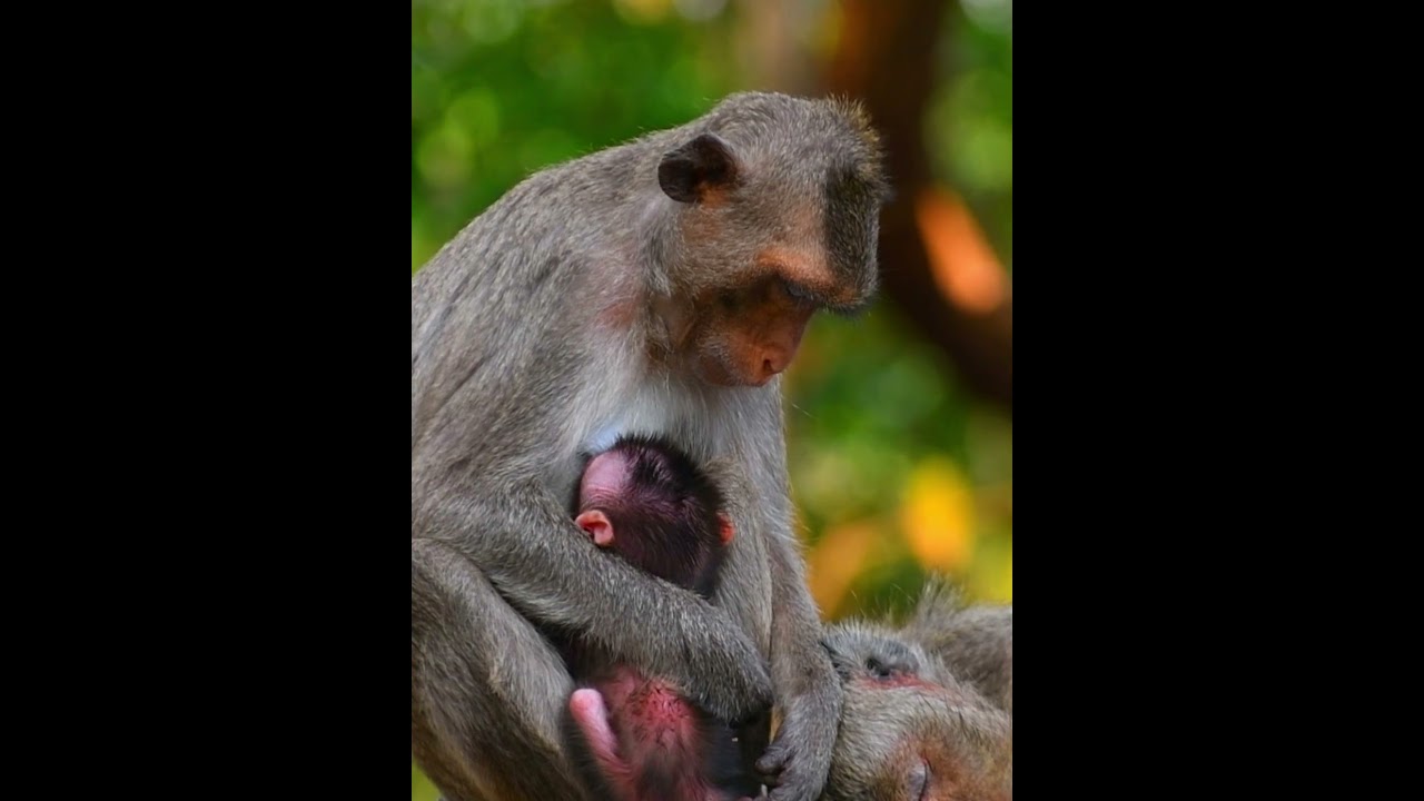 Youngest Monkey mom giving milk baby