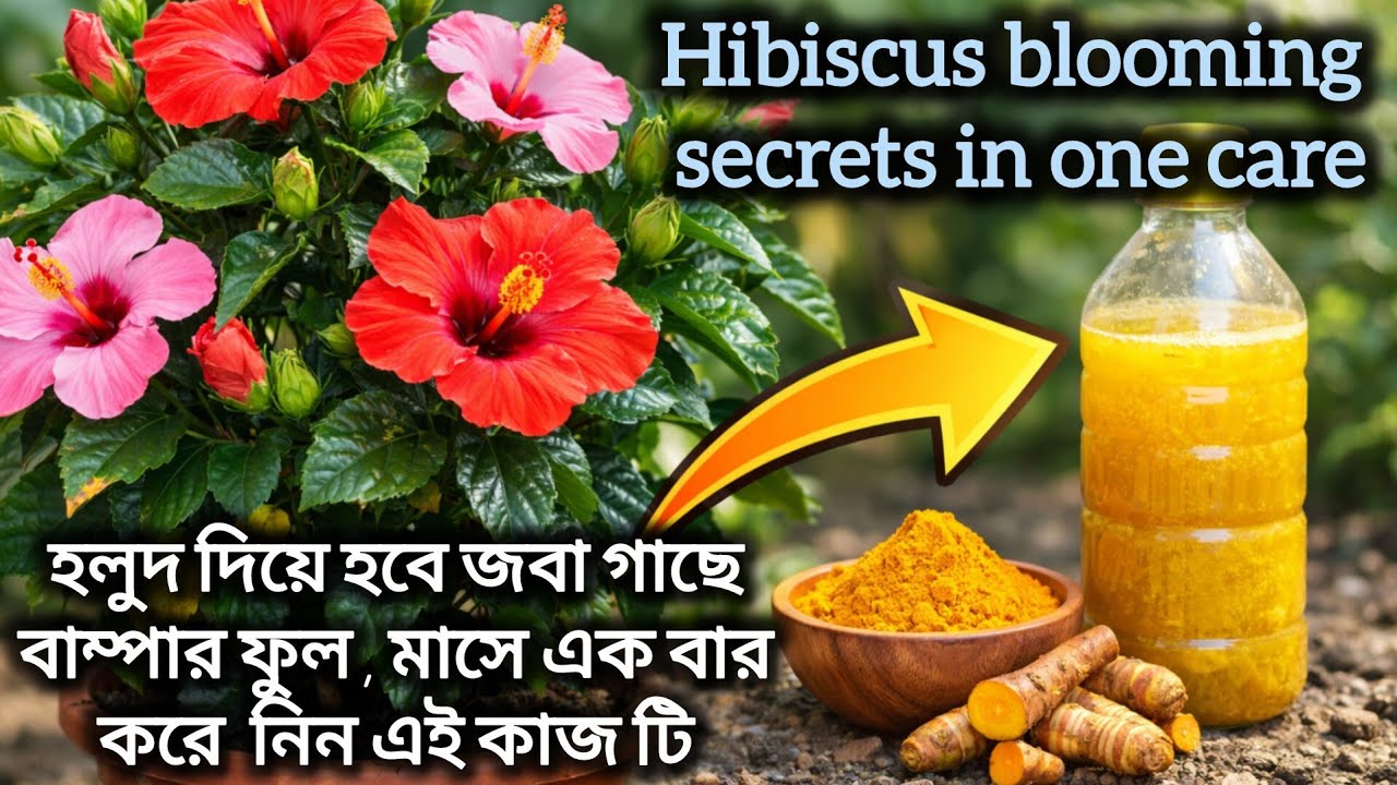 জবা গাছে ভরে যাবে ফুল 🌺 এই যত্ন নিলেই ফল দেখবেন/ hibiscus plant care / gudhal ka dekhbhal / hibiscus