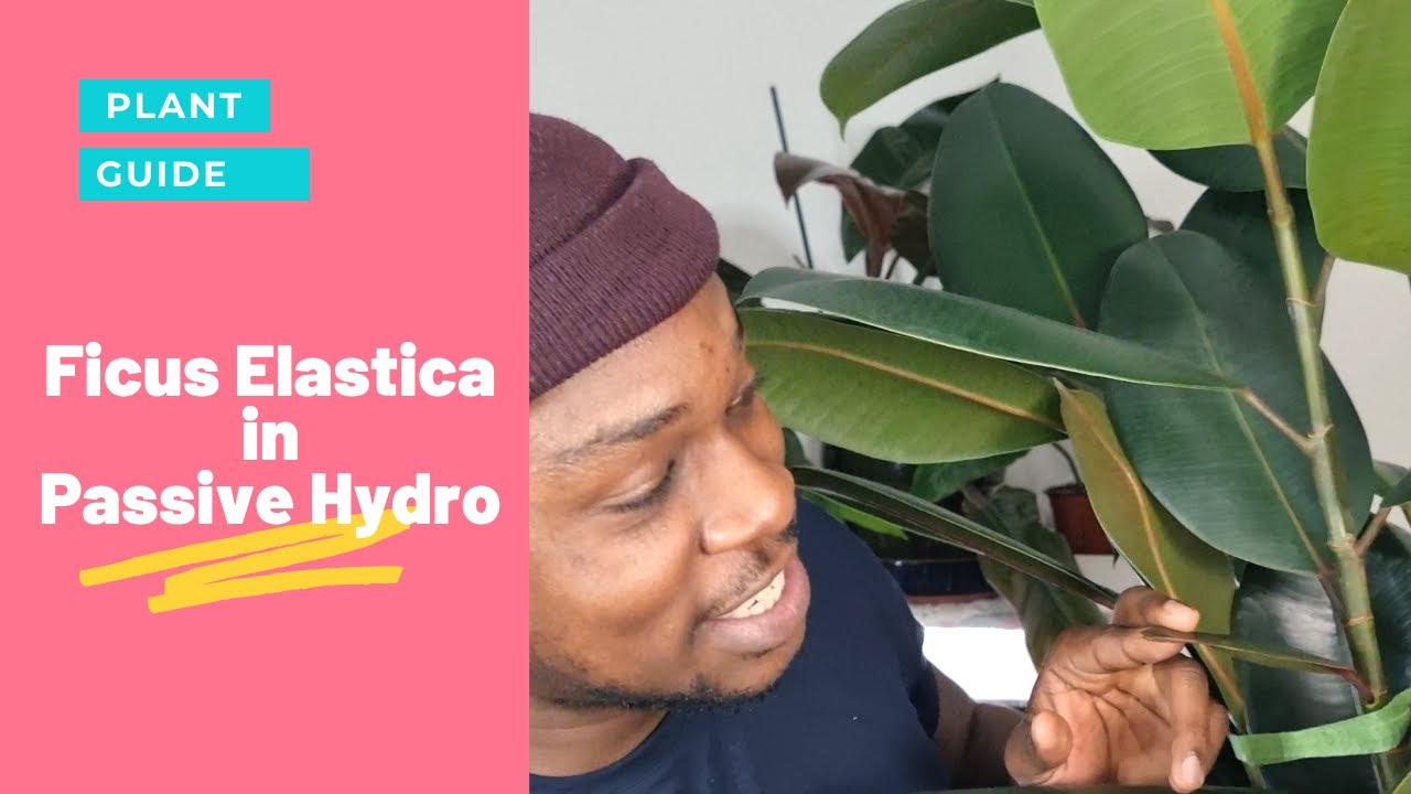 How to Grow Your Ficus Elastica in Lechuza Pon