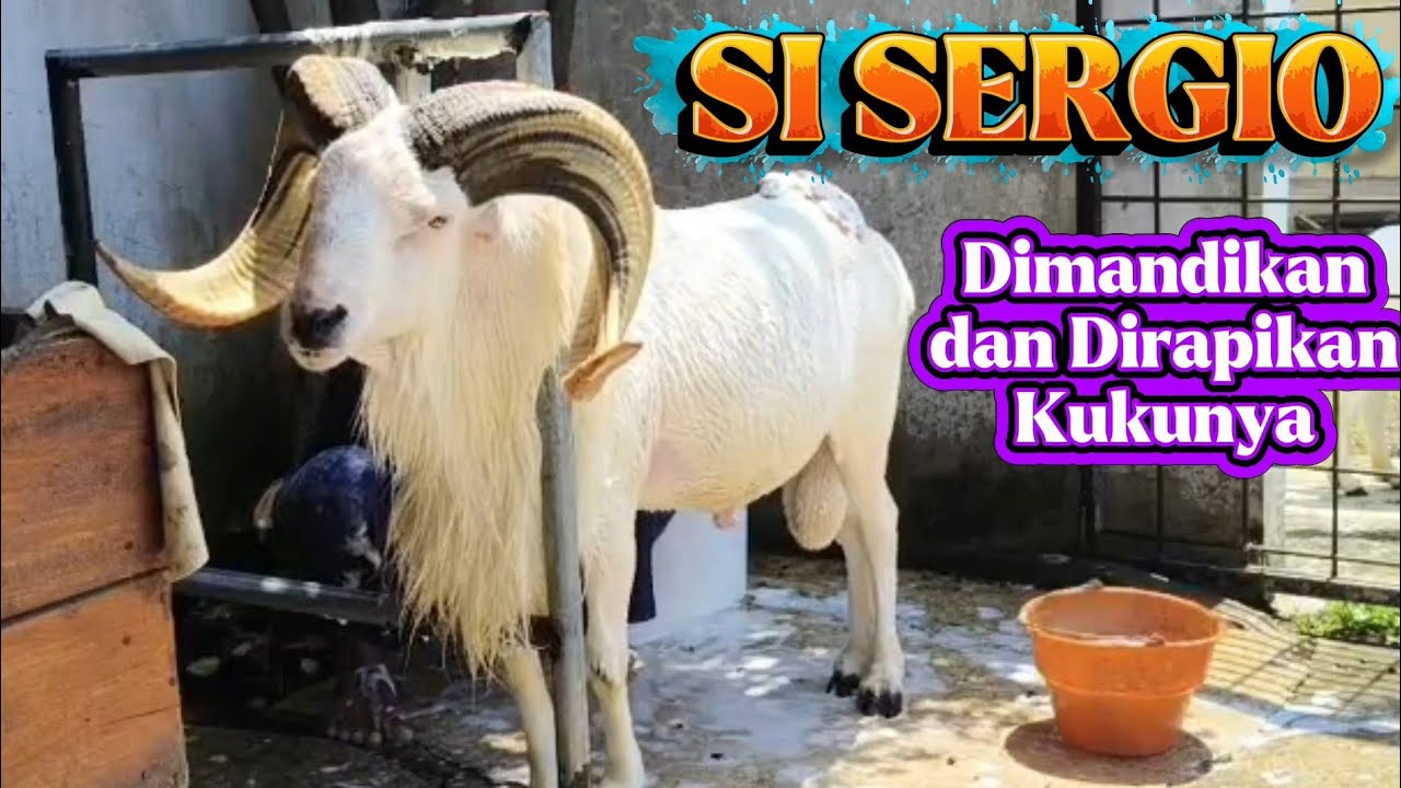 SI SERGIO Dimandikan dan Dirapikan Kukunya