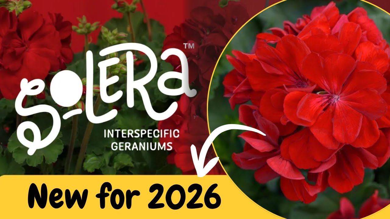 NEW Solera™ Dark Red Geranium | Interspecific Star for Hot Climates