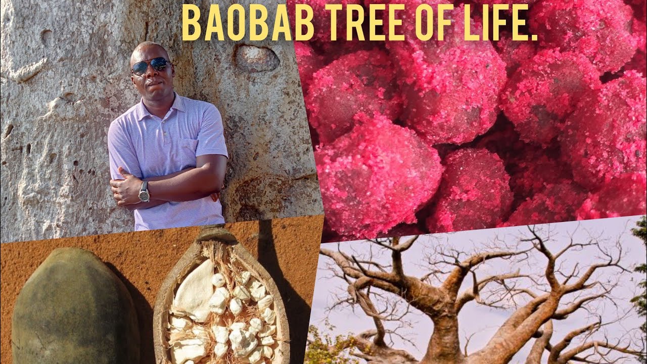 The last magic of Baobab tree on women.