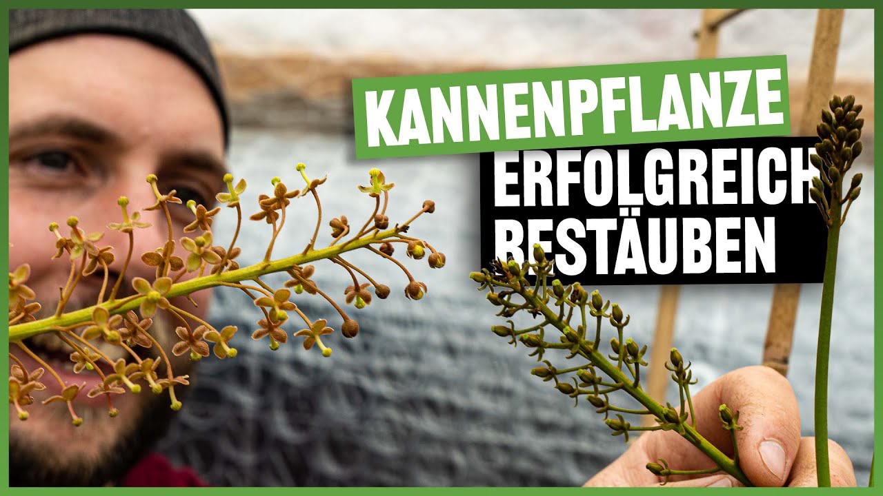 #130 Von Bienen und Blumen... so werden Nepenthes best&auml;ubt