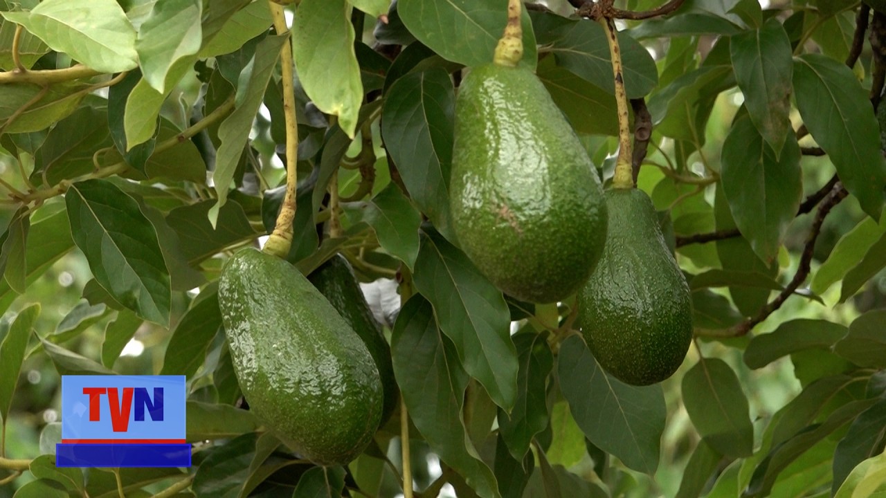 Producción de cítricos y aguacates en Ticuantepe abastece mercados de Managua