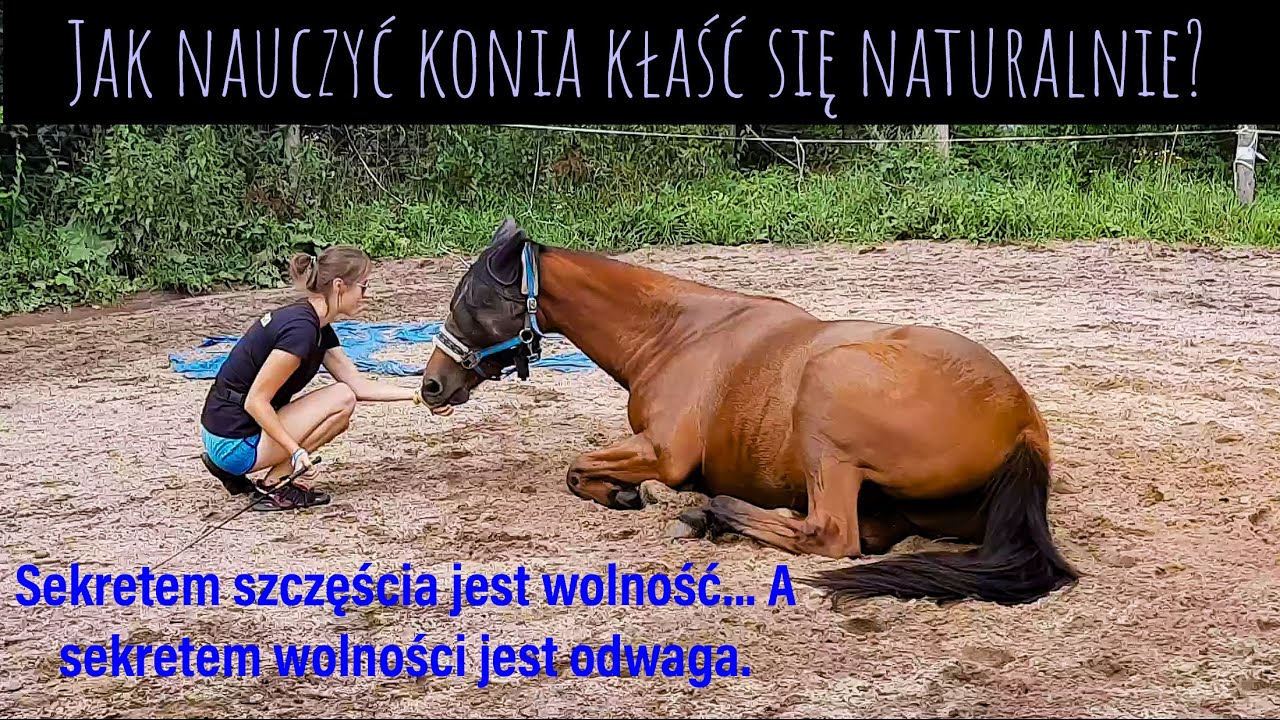 JAK NAUCZYĆ KONIA KŁAŚĆ SIĘ W SPOSÓB NATURALNY | Końskie sztuczki