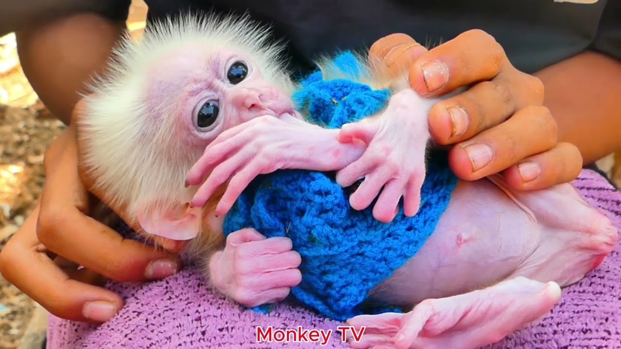 Tiny albino monkey gets cuddles and affection