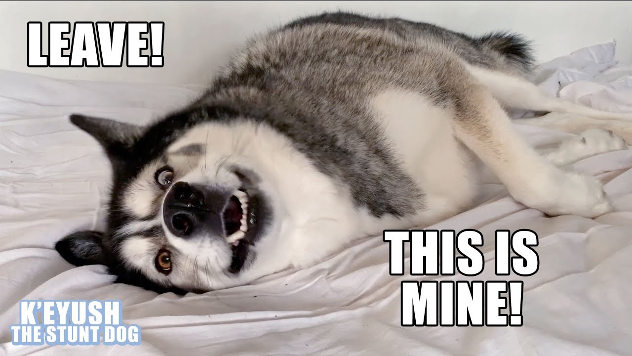 My Husky WONT Get Off My Bed! He Argues With Me!