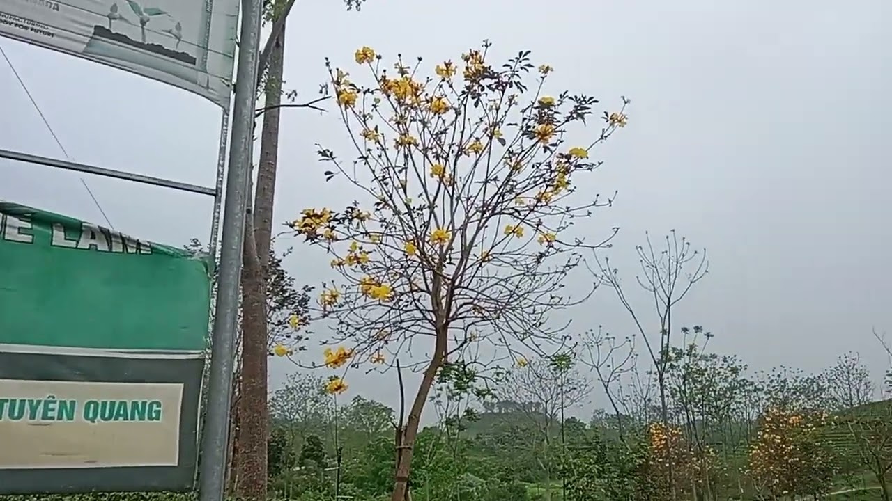 Mỹ_ bằng _mùa _Hoa _ban_ nở 