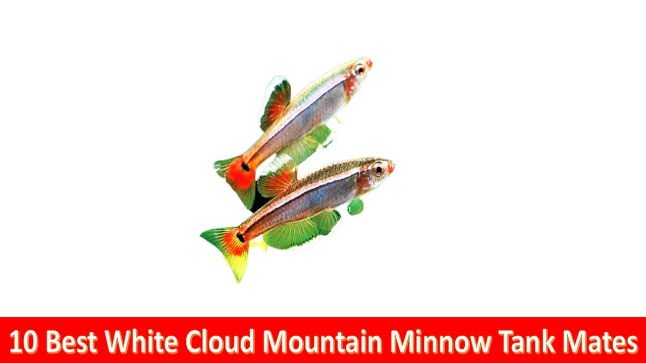 10 Best White Cloud Mountain Minnow(Tanichthys albonubes) Tank Mates For Freshwater Aquariums