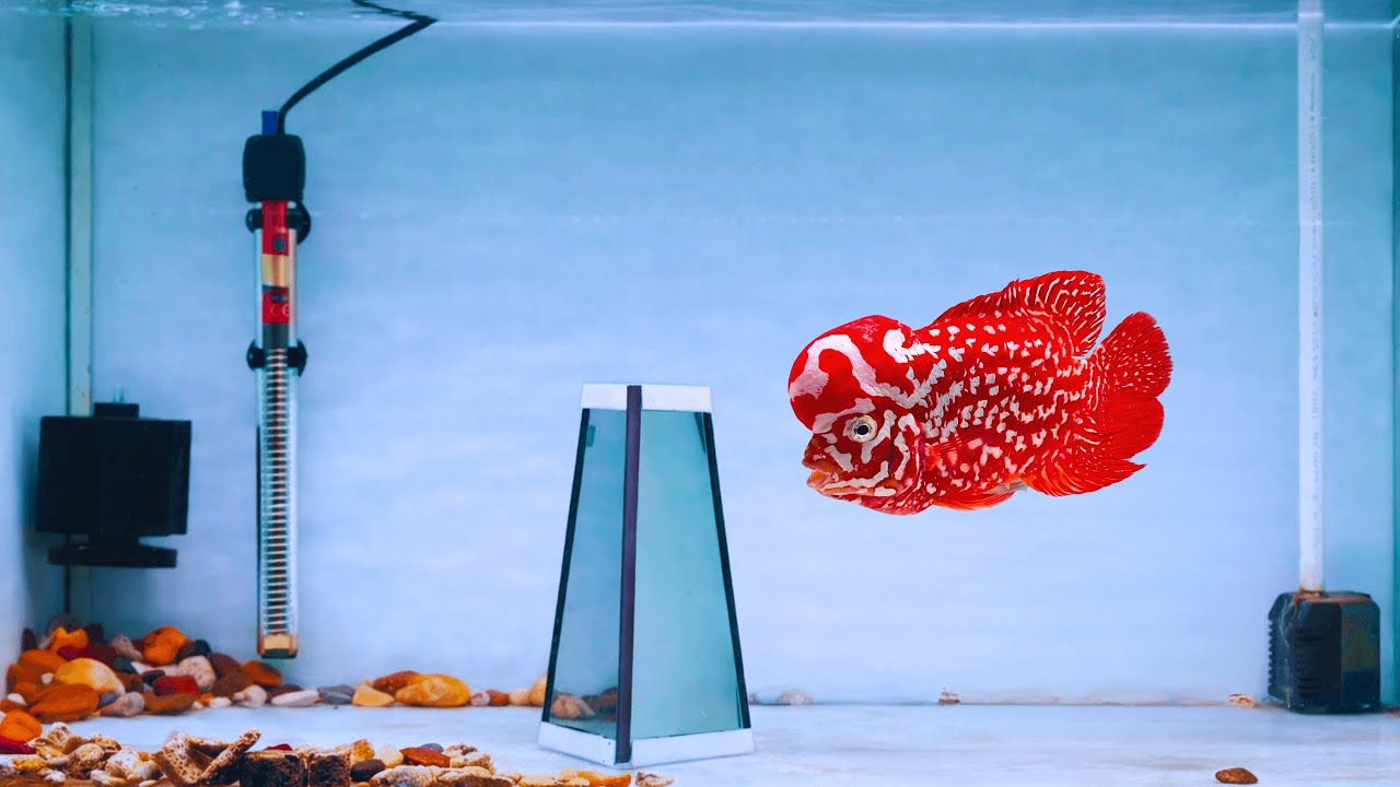 8 Most Beautiful Super Red Kamfa Flowerhorn With Stunning Pearl Pattern