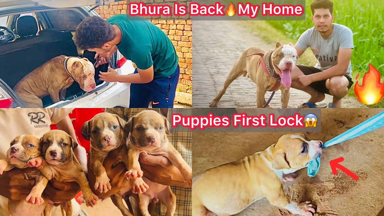 Bhura Ghar Vapish Aagya🐶Bhura Is Back🔥|| Puppes N First Time Lock Lgaya Rock Puppy😱
