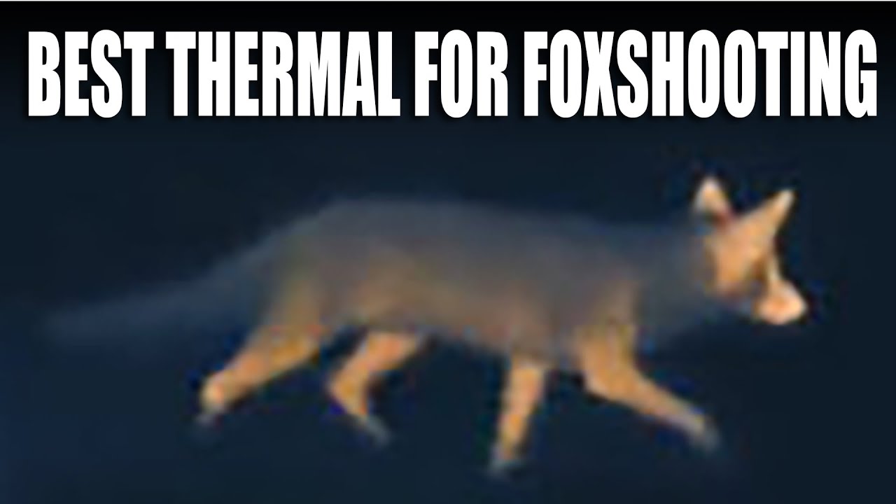 Best thermal imager for foxshooting