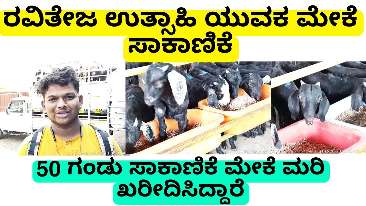 ತುಮಕೂರ್ ಜಿಲ್ಲೆ ತಿಪಟೂರ್ ತಾಲೂಕಿನ ರೈತರು 50 ಸಾಕಾಣಿಕೆ ಗಂಡು ಮೇಕೆ ಖರೀದಿಸಿದ್ದಾರೆ |goat farming in Karnataka