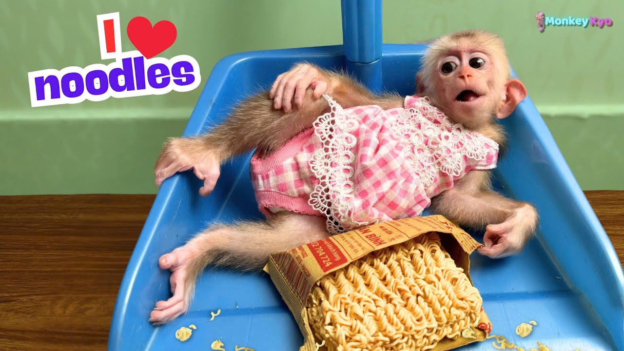 Monkey Kyo secretly took 2 packages of instant noodles – What surprised Dad?