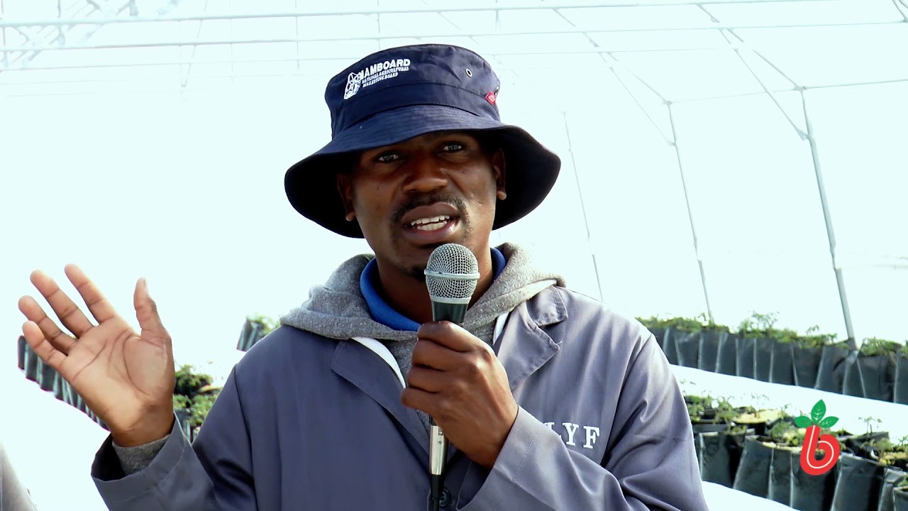 Lundzi Youth Farmers growing vegetables in tunnels